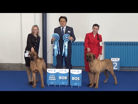 Tosa Inu World dog show 2024