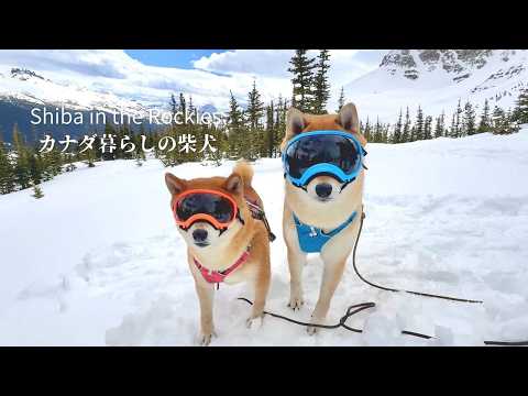 雪深い山で柴犬にゴーグルを装着したら想像以上だった…【4K】