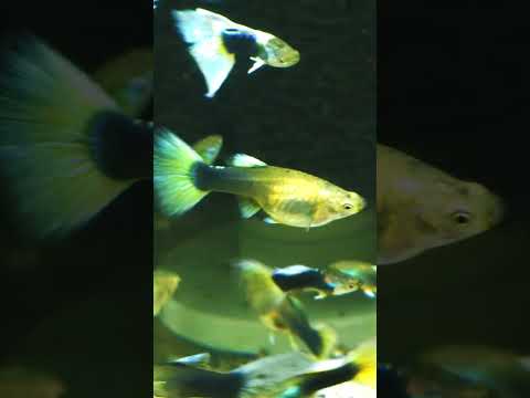 Guppy, close up! #aquarium #aquatic #guppy Do you like close up videos? I've been working on my video skills.  These are my HB yellow/white tai