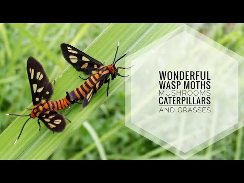 Wonderful Wasp Moths, Mushrooms, Caterpillars and Grasses