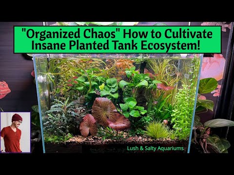 Insane Glory of Planted Community Aquarium! How to appreciate, manage and basically trip out on a heavily planted, heavily stocked community aqu