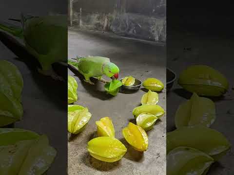 very smart Talking Parrot 🦜 mithu 🌱#parrot #talkingparot #petbird #shortvideo #samrtbi #superbparrot