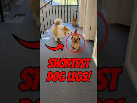 Top 5 Dogs With the Shortest Legs Ever 🐾😂 (So Stumpy & Cute!)