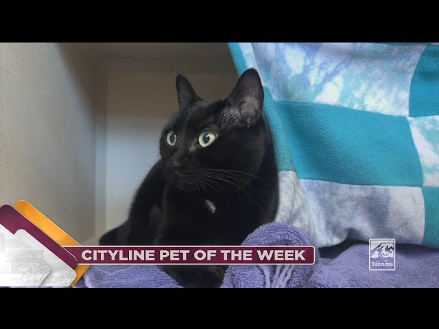 Introducing River! River may seem stoic, but don’t let him fool you - this kitty is BIG on cuddles!! River has been living at the shelter since June 1st and the shelter staff thinks this sweet man is about 6 years old. River is a large kitty with beautiful black fur as shiny as silk! He’s the puuuurfect companion, ready to curl into your lap when you get home from a busy day at work. This feline is a lover at heart and is ready to find his space in your home. If you have been looking for a new kitty to keep you company, look no further because River is the cat for you!

If you’re interested in adopting River, come on down to the Humane Society for Tacoma & Pierce County Tuesday through Sunday from 
10:00 A.M. – 5:30 P.M. . You can also visit River’s profile at: thehumanesociety.org/adoptable-pet/River

He's such a beautiful boy and would make a great addition to any family!