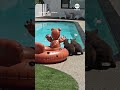 Mama bear and cubs take a swim in California pool  - 01:00 min - News - Video