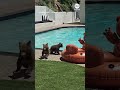 Mama bear and cubs take a swim in California pool