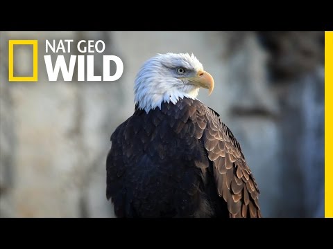 United States of Animals'