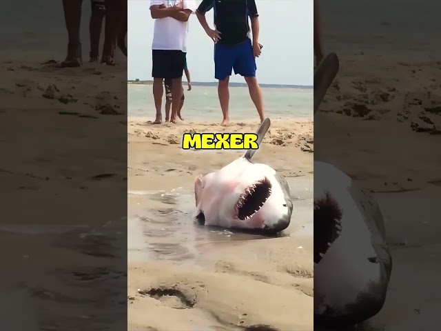 O tubarão que pediu ajuda aos humanos 🦈