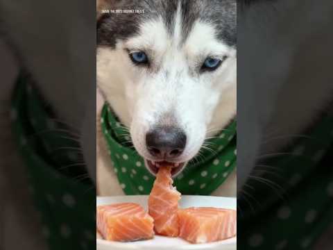 A dog's top pick #puppy #cute