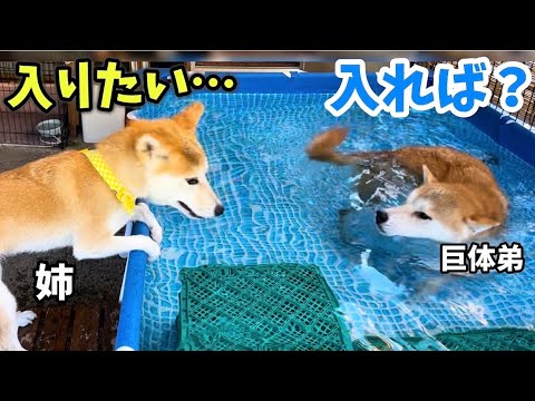 柴犬巨体弟の楽しそうに泳ぐ姿を見て気持ちが高まる姉柴犬がかわいい！