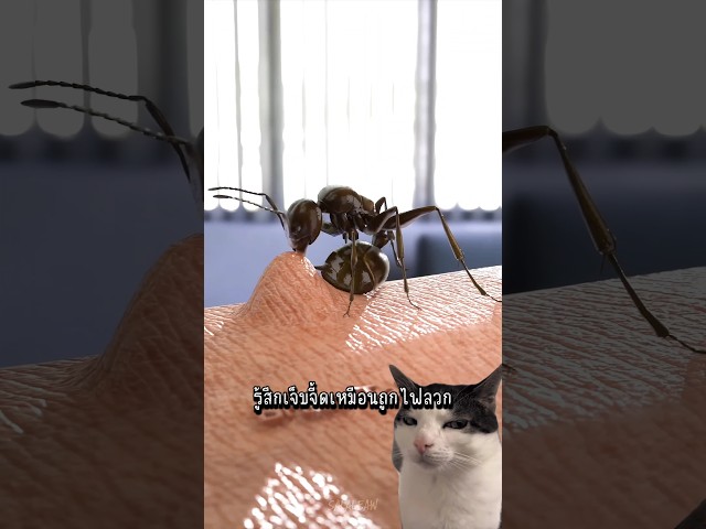 มดไม่ได้กัดคุณ...แต่มันทำแบบนี้ 🐜 #shorts #animals #interesting