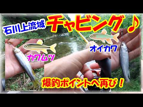 【チャビング】カワムツとオイカワ両方釣れる!?前回の爆釣ポイントは今日も裏切らない?石川上流・イズミヤ河内長野