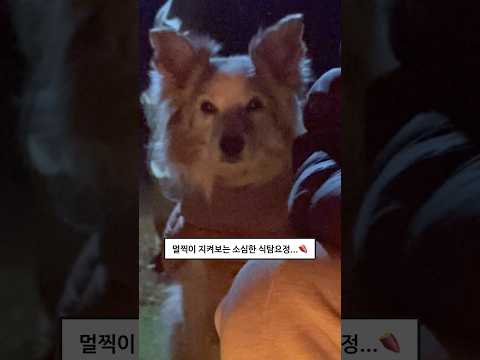 소심한 식탐왕 <strong>강아지가</strong> <strong>고구마</strong> 얻는 법