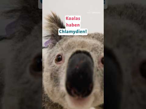 Australien: Koalas bekommen Chlamydien!