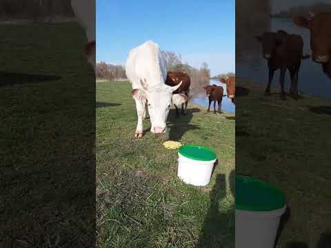 Коровки помогают рыбачить. Весна 2023