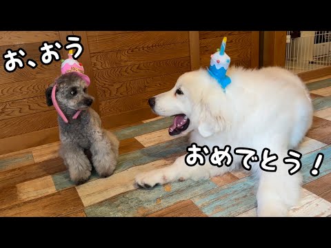【祝♡】14倍長く生きている狂犬の誕生日を生後５ヶ月の子犬が祝ってくれたんですが…笑｜グレートピレニーズ&オールドイングリッシュシープドッグ&トイプードル