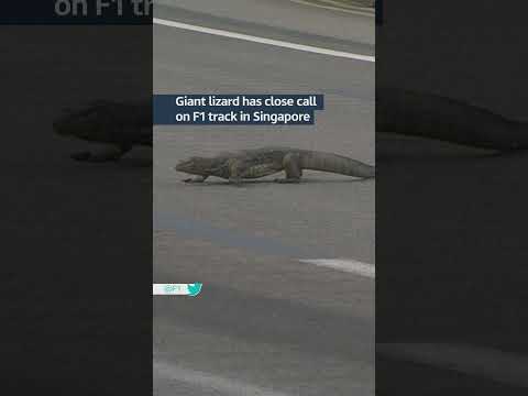Lizard intruder on F1 track #itvnews