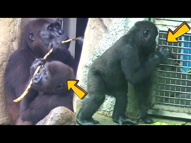 Ringo Picks Up a Stick and Shares It with Mom—Such a Sweet Boy!林戈主動撿起樹枝，開心地跟媽媽分享，超貼心！🌿💕