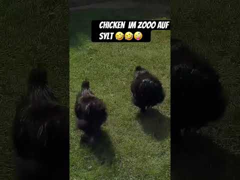 #chicken #funny #edit #trending #music #dance #tiktok #youtubeshorts #youtube #trendingshorts #viral