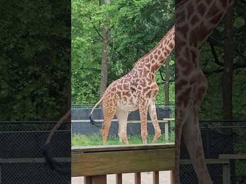 New Animal-Masai Giraffe