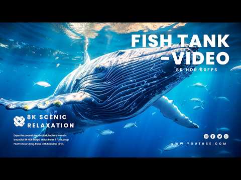 8K HDR FISH TANK VIDEO [60FPS] + Relaxing Music - The Best 8K Sea Animals For Relaxation