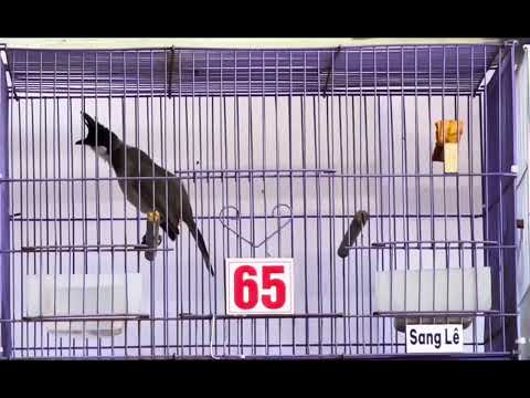 Mã 65 đều đẹp 🌾 nhẹ