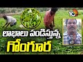 Huge Profit In Gongura Cultivation | లాభాలు పండిస్తున్న గోంగూర | Matti Manishi | 10TV