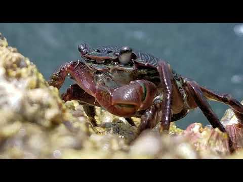 Crab closeup!