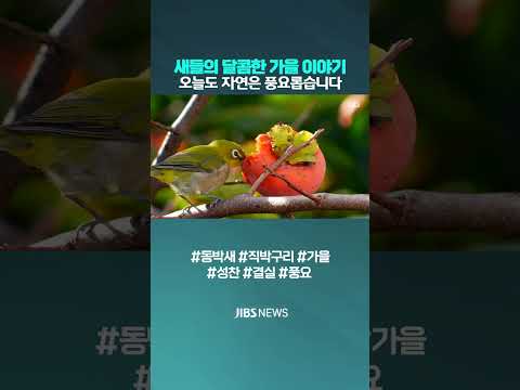 새들의 달콤한 <strong>가을</strong> 이야기, 오늘도 자연은 풍요롭습니다 #동박새 #직박구리 #<strong>가을</strong> #성찬 #풍요 #달콤 #결실 #제주방송 #제주뉴스 #연삼로 #<strong>제주</strong>