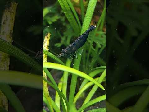 Blue sapphire shrimp having a munch 