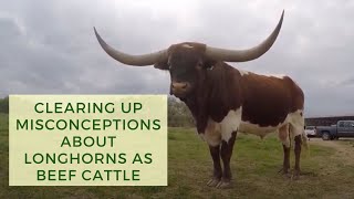 Clearing Up Misconceptions About Longhorns as Beef Cattle