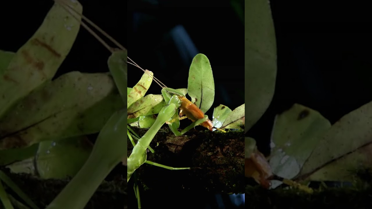 Blink and You'll Miss the KILLER Strike #monsterbugwars #wildlife #shorts