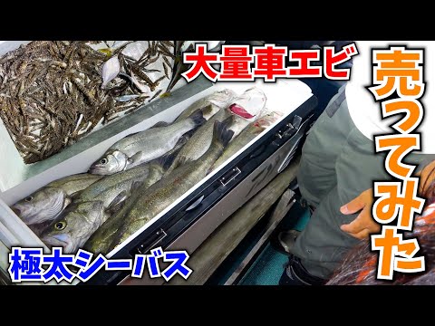 大量の車エビとシーバスを売ったらうん万越え史上最高額に!!!!