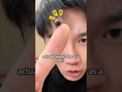 犬と猫の面白動画｜癒やしと驚きのペットの瞬間集 サムネイル