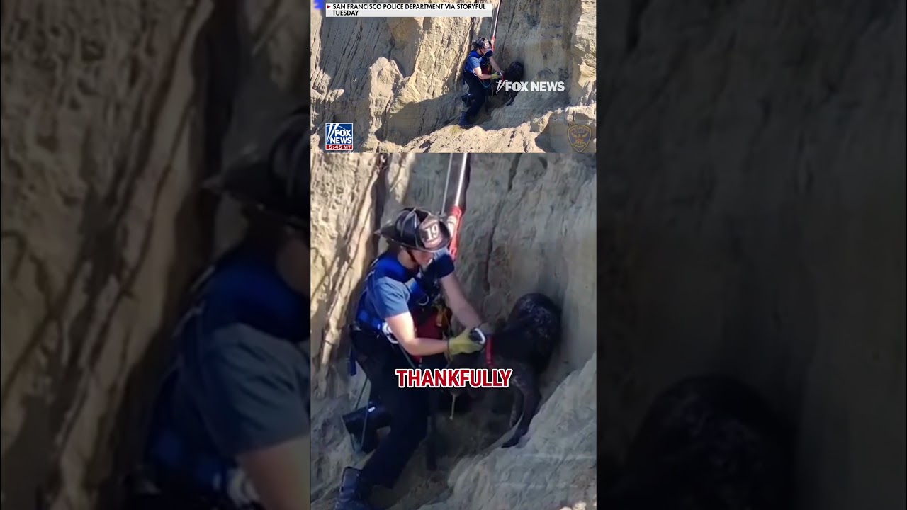 WATCH: Firefighters rescue dog from cliffside #foxnews #news #us #fox