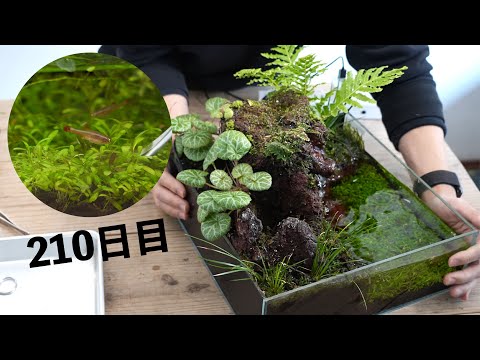 アカヒレの暮らすミニビオトープ　210日目のメンテナンス　#176