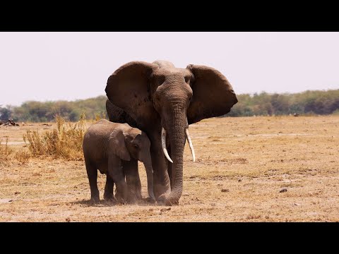 Protecting Kenya's Elephants | Our Frozen Planet | BBC Earth