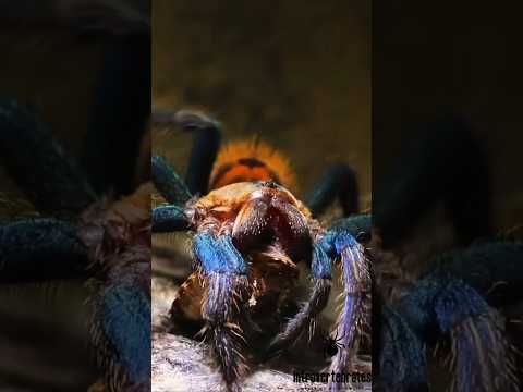 New Addition: Greenbottle Blue Tarantula 🕷🌈 | Chromatopelma cyaneopubescens