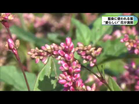 赤い藍の花が満開　農薬や化学肥料使わず栽培　種採取して新たな染めものへ