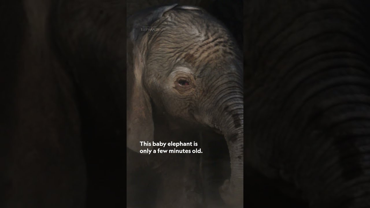Tiny steps toward a big future 🐘✨ Even the strongest matriarchs start here. #SecretsoftheElephants