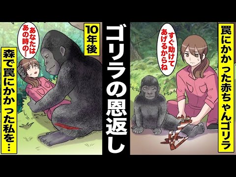 【漫画】罠にかかって弱っていた赤ちゃんゴリラを助けてあげた探検家の私…10年後、不覚にも動物用の罠にかかって森の中で身動きできなくなっていたら大人になったあの時のゴリラが現れて・・・
