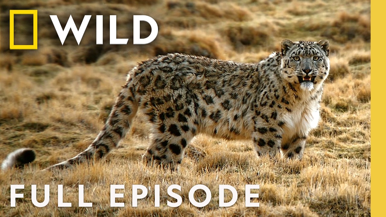 Ghosts of the Mountain (Full Episode) | The Hidden Kingdoms of China | Nat Geo Animals