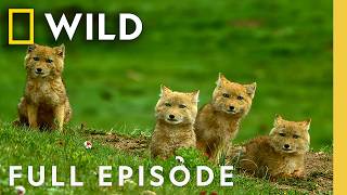 Thumbnail for the video "Rare Wildlife of China’s Mountains (Full Episode) | The Hidden Kingdoms of China | Nat Geo Animals" from Nat Geo Animals