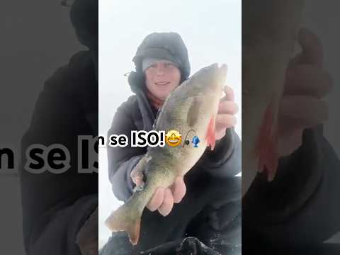 1500 g ahven Pellillä - Onnittelut saamamiehelle