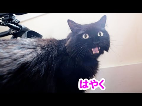 しゃべる猫 日本語で はやく と言って人間を急かしてくる我が家の猫 しおちゃん まとめちゅーぶ