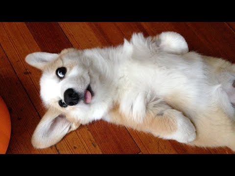 Are DOGS THE FUNNIEST PETS? Watch this and you'll know!