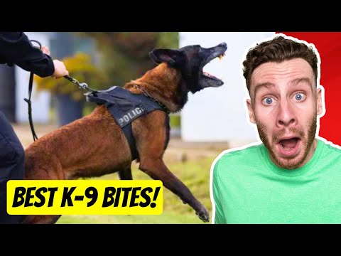 The WILDEST Police K-9 Dog Bite Videos | dog trainer reacts