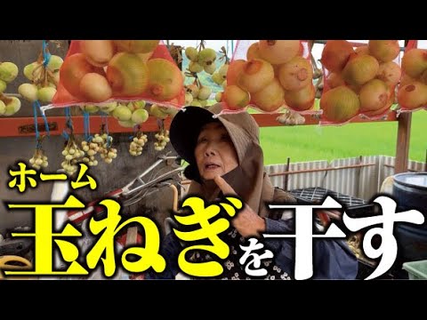 【ホーム玉ねぎ】食べたり干したり。【立春の香り】【新春玉葱EX】