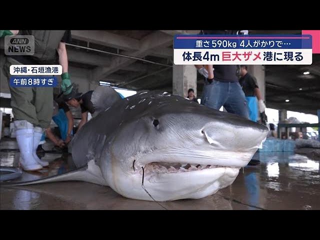 体長4メートル巨大ザメ　港でつりあげ　日本の海に接近中？【スーパーJチャンネル】(2025年7月15日)