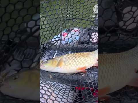 बहुत बड़ी मछली बड़ी मुश्किल से पड़ी है वीडियो को शेयर और लाइक जरुर कर देना चैनल को सब्सक्राइबकर देना